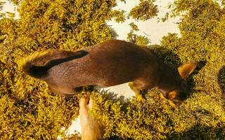 Brauner süßer lustiger Hund spielt verspielt am Strand von Mexiko. foto