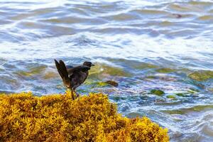 Great-tailed Grackle Vogel Vögel essen Sargazo am Strand von Mexiko. foto