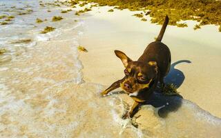 Brauner süßer lustiger Hund spielt verspielt am Strand von Mexiko. foto