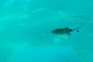 Schnorcheln unter Wasser Ansichten Fisch Korallen Türkis Wasser rasdhoo Insel Malediven. foto