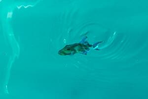 Schnorcheln unter Wasser Ansichten Fisch Korallen Türkis Wasser rasdhoo Insel Malediven. foto