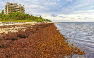 wunderschöner karibikstrand total dreckig dreckig dreckig algenproblem mexiko. foto