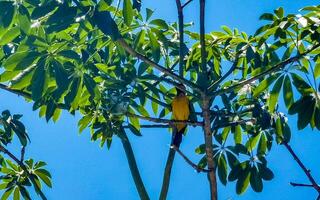 tropisch Karibik Gelb Orange Vögel Papageien exotisch Natur Strand Mexiko. foto