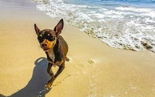 Brauner süßer lustiger Hund spielt verspielt am Strand von Mexiko. foto