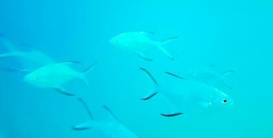 Schnorcheln unter Wasser Ansichten Fisch Korallen Türkis Wasser rasdhoo Insel Malediven. foto