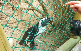 Süd afrikanisch Pinguine Kolonie von Brille Pinguine Pinguin Kap Stadt. foto