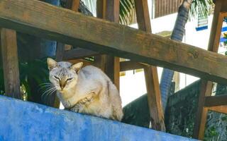 süß streunend Katze Schlafen und entspannend draußen im kostenlos Natur. foto