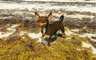 Brauner süßer lustiger Hund spielt verspielt am Strand von Mexiko. foto