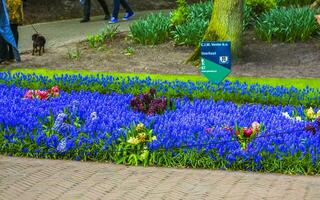 liss Süd Holland Niederlande 2014 bunt Blumen Tulpen Narzissen im keukenhof Park liss Holland Niederlande. foto