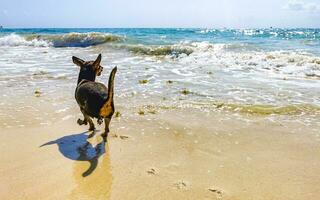 Brauner süßer lustiger Hund spielt verspielt am Strand von Mexiko. foto