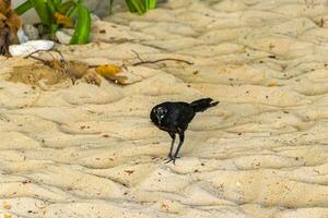 Großschwanz grackle Vogel Vögel Gehen auf Strand Sand Mexiko. foto