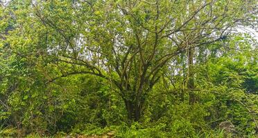 tropisch Wald Urwald Natur Karibik exotisch Palme Bäume Pflanzen Mexiko. foto