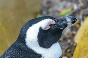 Süd afrikanisch Pinguine Kolonie von Brille Pinguine Pinguin Kap Stadt. foto