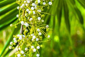 tropisch Grün exotisch Karibik Maya Scheiße Palme Palmen Regenwald Mexiko. foto