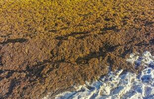 wunderschöner karibikstrand total dreckig dreckig dreckig algenproblem mexiko. foto