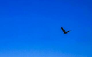 fliegend Geier Adler Vogel von Beute im Blau Himmel Mexiko. foto