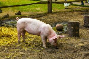 inländisch Schweine im das Gehege Zoo keukenhof Park liss Niederlande. foto