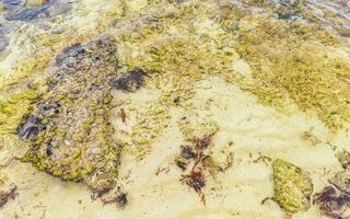 steine felsen korallen türkis grün blau wasser am strand mexiko. foto