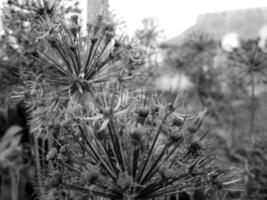 wilde Schönheitsblume mit blühendem Nektar foto