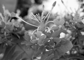 blühende Blume mit Blättern, lebendige Natur, Aromabouquetflora foto