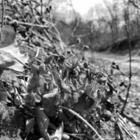 blühende schöne blume mit grünen blättern, lebende natürliche natur foto