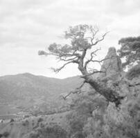 schöner lebender Baum mit vielen Blättern an Ästen ragen aus der Holzpflanze heraus foto