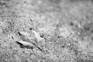 trockenes altes Blatt vom Baum, der einsam auf schmutzigem Sand im Park liegt. foto