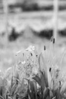 blühende schöne blume mit grünen blättern, lebende natürliche natur foto