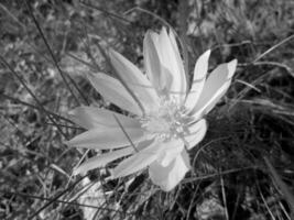 Wildblume Adonis Vernalis foto