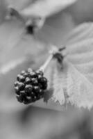 Fotografie von ganzen reifen Beeren schwarz, rote Brombeere in der Natur Nahaufnahme foto