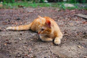 Porträt von ein süß inländisch oren Kätzchen foto