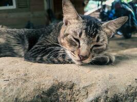 Porträt von ein inländisch Katze Schlafen voll Körper foto