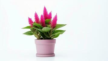 Foto von Celosia Blume im Topf isoliert auf Weiß Hintergrund. generativ ai