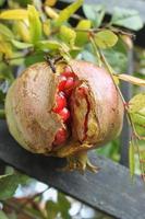 rote Granatapfelfrucht