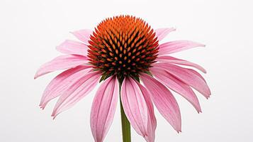 Foto von schön Echinacea Blume isoliert auf Weiß Hintergrund. generativ ai