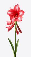 Foto von schön Amaryllis Blume isoliert auf Weiß Hintergrund. generativ ai