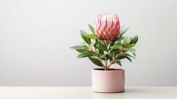 Foto von Protea Blume im Topf isoliert auf Weiß Hintergrund. generativ ai