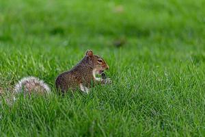 Eichhörnchen spielen im Park Juli 2019 foto