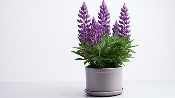 Foto von Lupine Blume im Topf isoliert auf Weiß Hintergrund. generativ ai