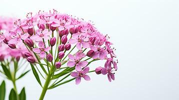 Foto von schön Baldrian Blume isoliert auf Weiß Hintergrund. generativ ai