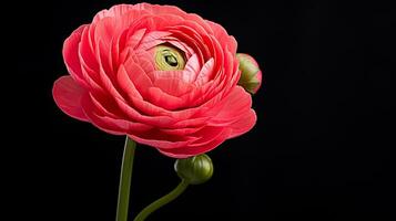 Foto von schön Ranunkel Blume isoliert auf Weiß Hintergrund. generativ ai