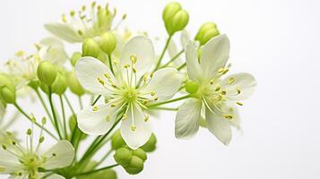 Foto von schön Wiese bereuen Blume isoliert auf Weiß Hintergrund. generativ ai