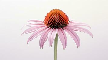 Foto von schön Echinacea Blume isoliert auf Weiß Hintergrund. generativ ai