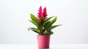 Foto von Celosia Blume im Topf isoliert auf Weiß Hintergrund. generativ ai