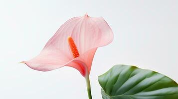 Foto von schön Flamingo Blume isoliert auf Weiß Hintergrund. generativ ai