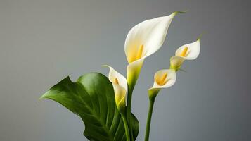 Foto von schön Calla Lilie Blume isoliert auf Weiß Hintergrund. generativ ai