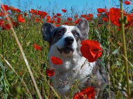 hübscher grauer walisischer Corgi-Cardigan-Hund im Feld frischer Mohnblumen. foto