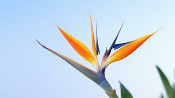 Foto von schön Strelitzia Blume isoliert auf Weiß Hintergrund. generativ ai