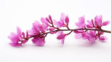 Foto von schön Redbud Blume isoliert auf Weiß Hintergrund. generativ ai