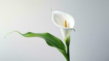 Foto von schön Calla Lilie Blume isoliert auf Weiß Hintergrund. generativ ai